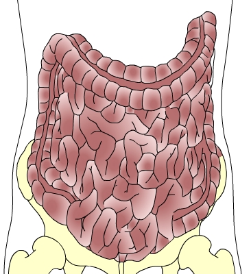 intestin.jpg