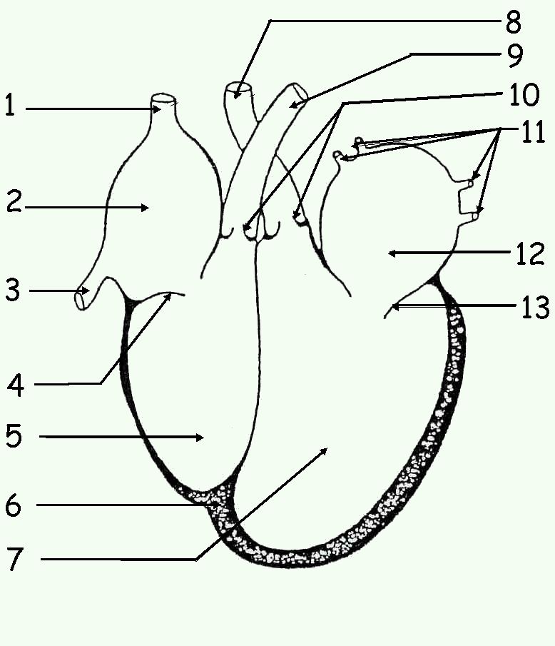 coeur.jpg