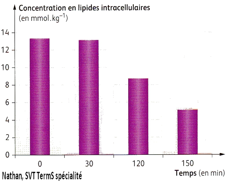 lipides_intracellulaires2.jpg