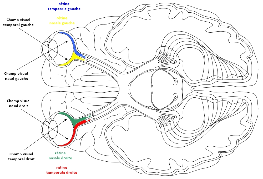 4 Natural Boosters of Serotonin, our Emotional Fluid, by Oscar Segurado