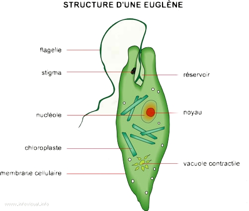 http://dboudeau.fr/site/wp-content/uploads/2012/08/euglene.jpg