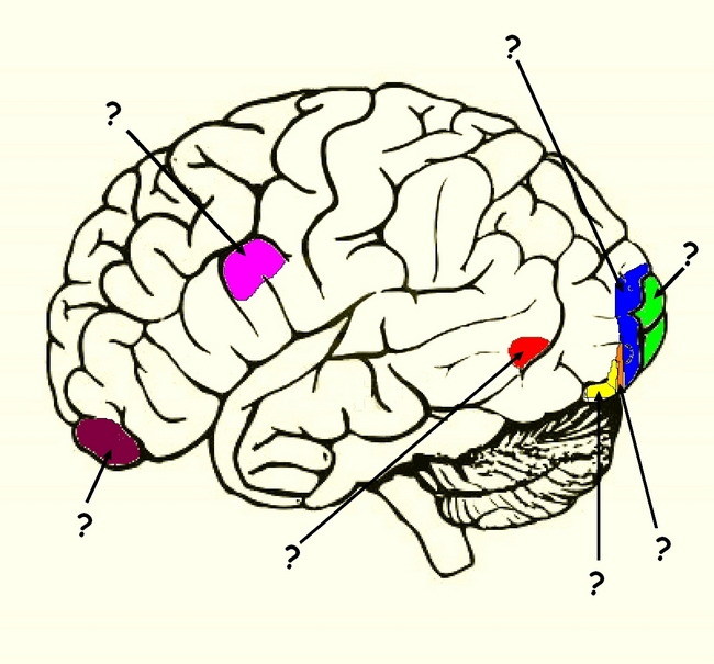 Activité 4 : Les aires cérébrales mises en jeu dans la vision – Les SVT  avec DB