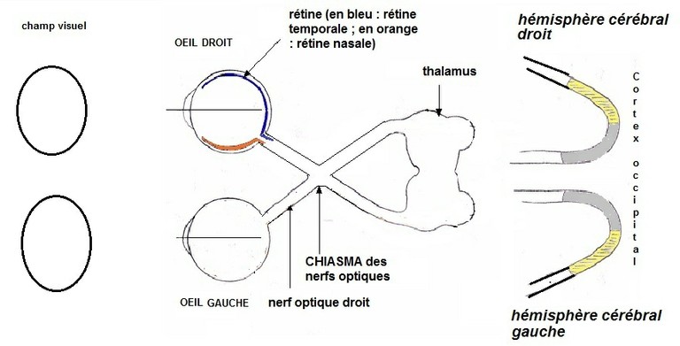 Document 3 : Reconstitution du trajet des fibres nerveuses dans la région  du chiasma optique – Les SVT avec DB