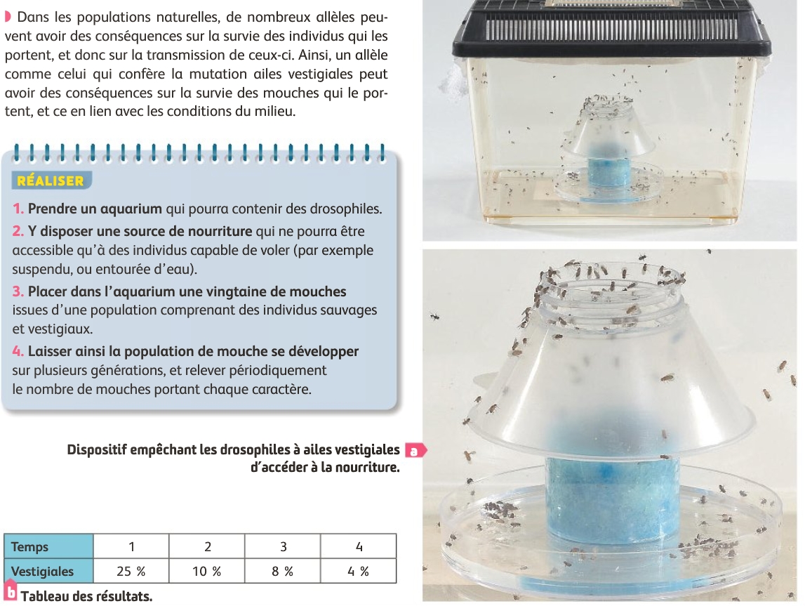 TP9 : Les mécanismes évolutifs à l'origine de la biodiversité – Les SVT  avec DB