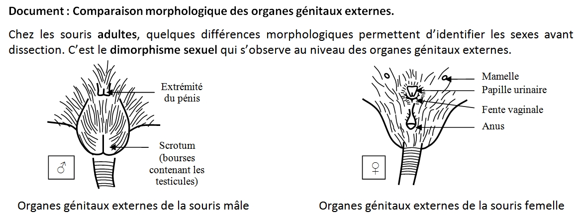 Xxxjapen - TP19 : Comparaison des appareils reproducteurs mÃ¢le et femelle â€“ Les SVT  avec DB